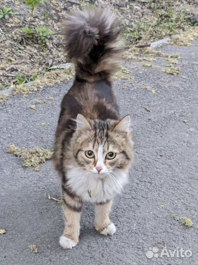 Нашлась кошка