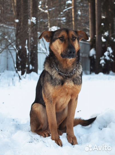 Собачка в добрые ручки