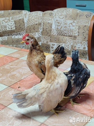 Петушок Серамы