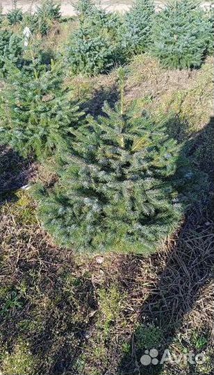 Ель, туя, сосна, можжевельник