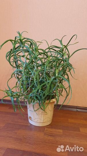 Алоэ столетник 10лет