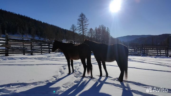 Лошадь английской чистокровной породы
