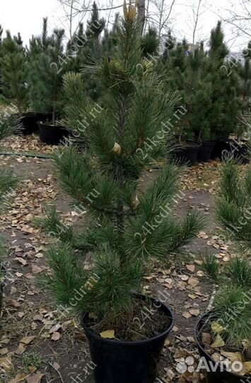 Сибирский кедр экстра класс. Саженцы