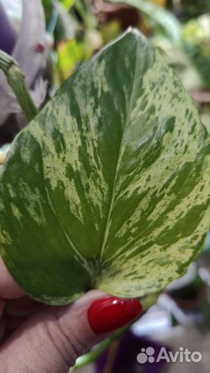 Сциндаптус отростки