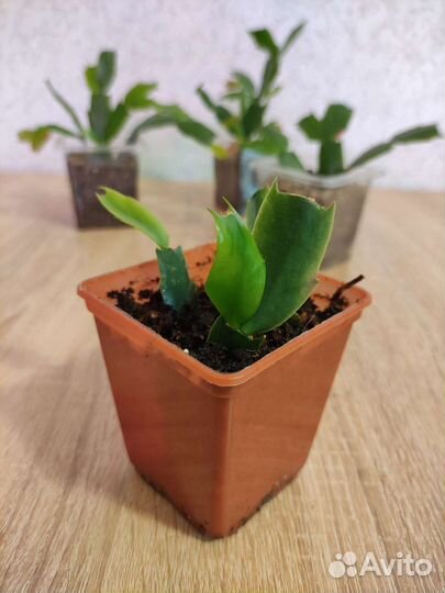 Декабрист белый