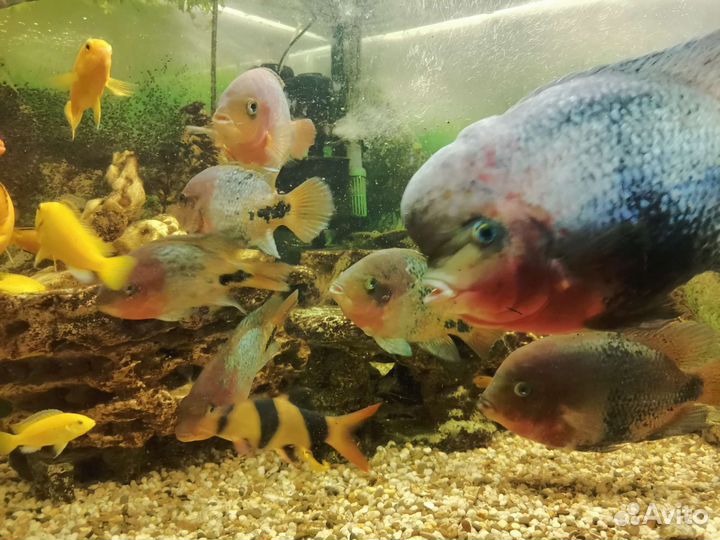 Въеха радужная - Аквариумные рыбки