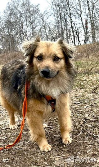 Собака из приюта в добрые руки