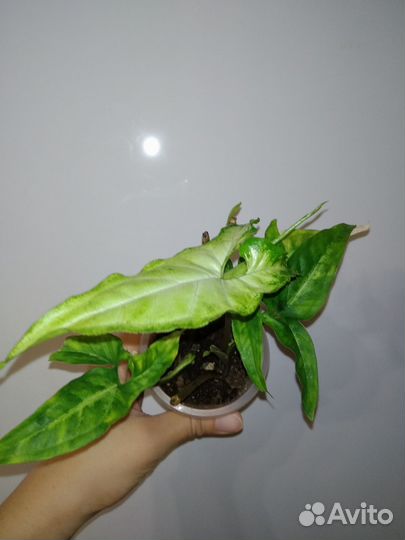 Комнатные растения. Сингониумы,пеперомия и другие