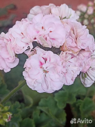 Пеларгония юг Симфония