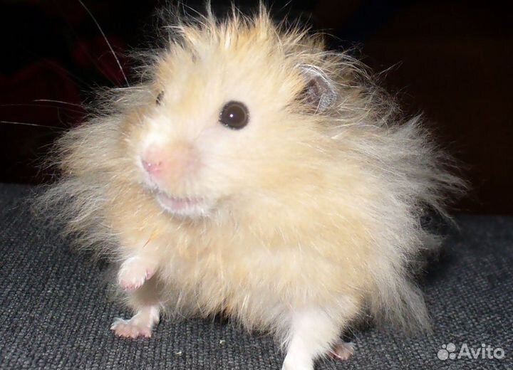 Ангорские хомячки