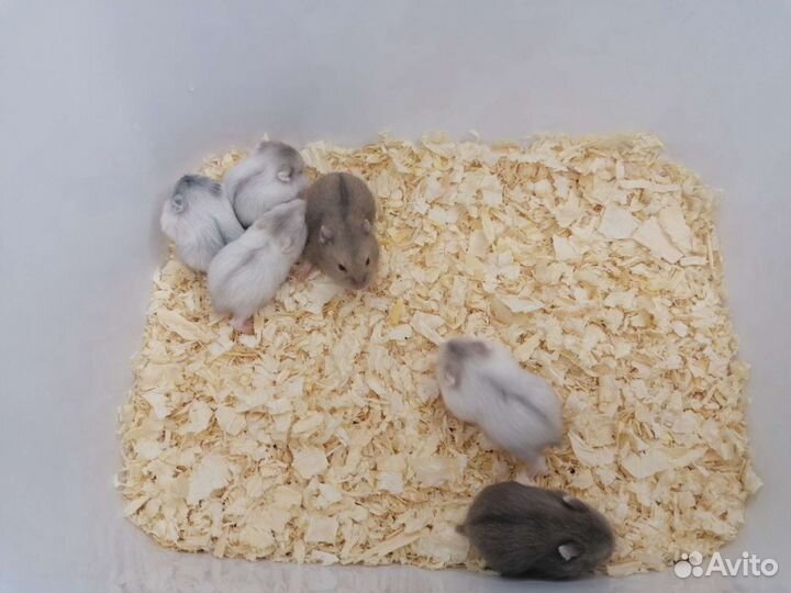 Джунгарский хомяк