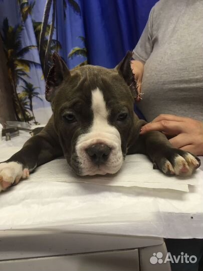 Собаки щенки американский булли