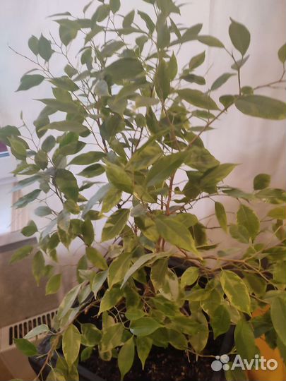 Комнатные растения