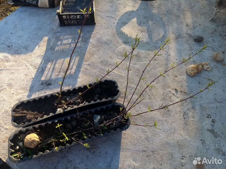 Ива извилистая большие саженцы и дерен пестролистн