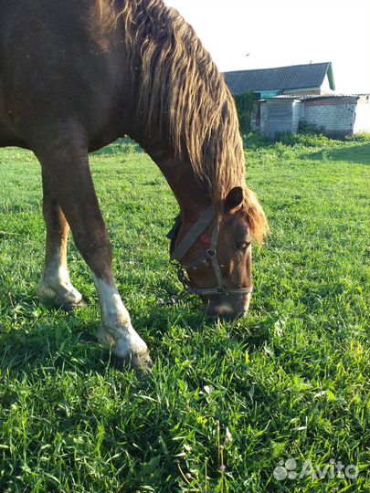 Жеребец для случки