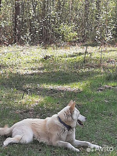 Собака бесплатно в добрые руки