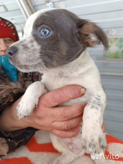 Маленькая собачка