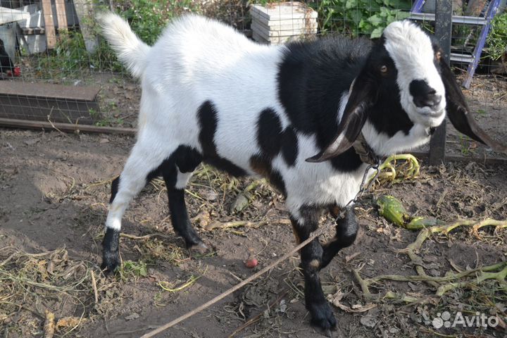 Вязка козёл