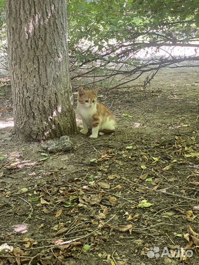 Рыжий котенок в беде