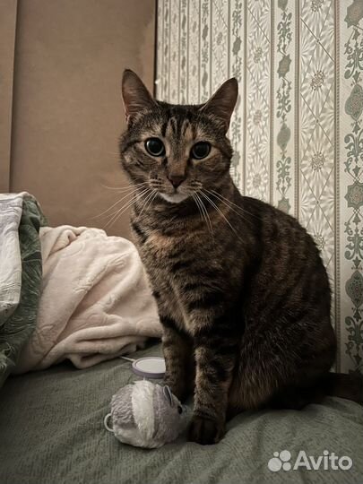 Кошка в хорошие руки