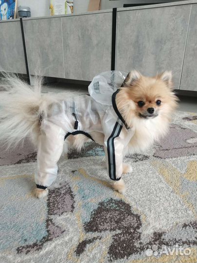 Дождевик для маленькой собаки