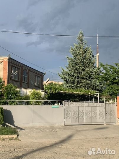 Ель голубая