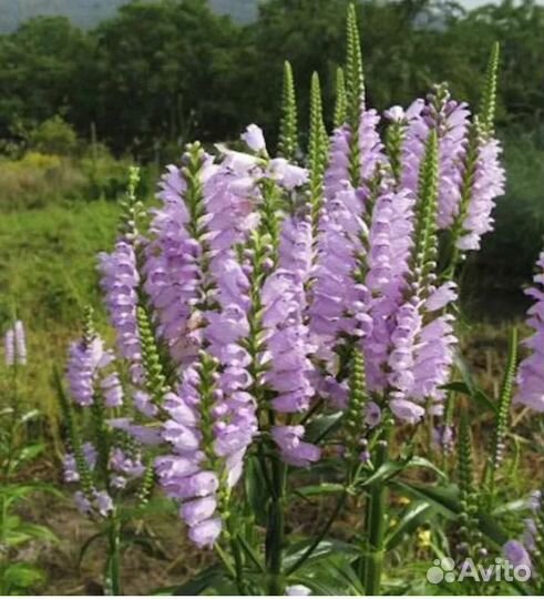 Многолетники неприхотливые