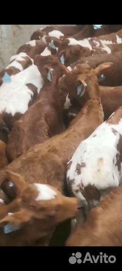Бычки и телята