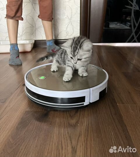 Шотландские котёнок