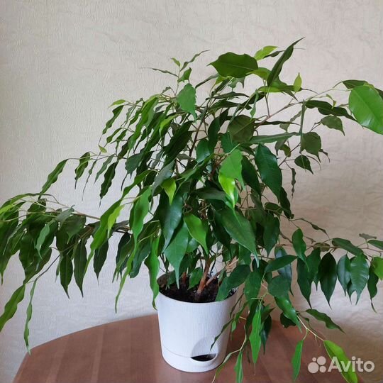 Фикусы бенджамина