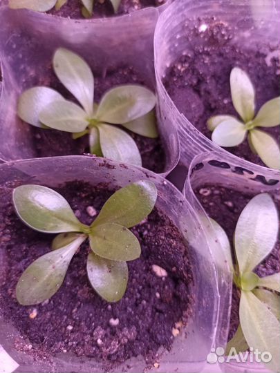 Эустома рассада