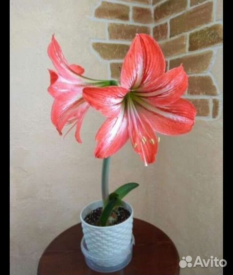 Амарилис, Гипеаструм