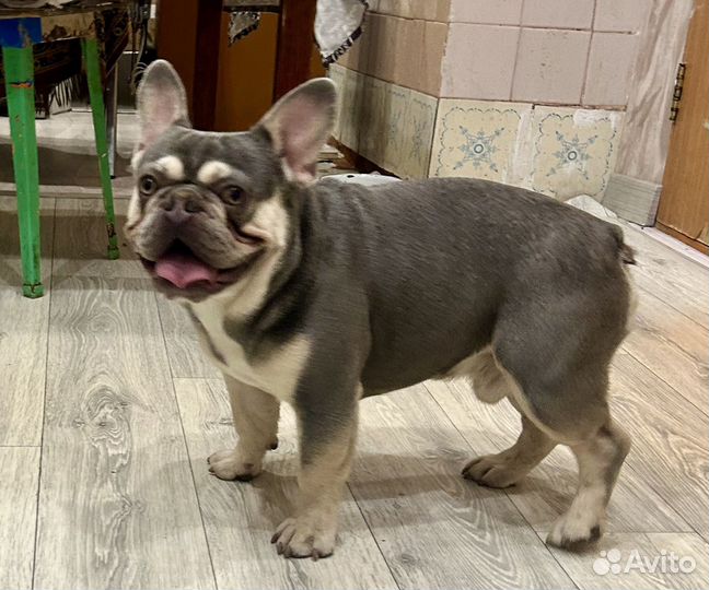 Французский бульдог три кобеля вязка