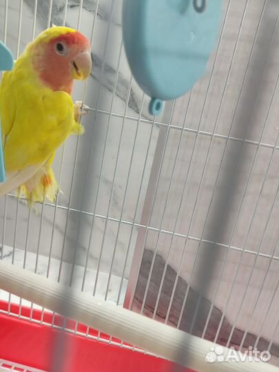 Попугай неразлучники