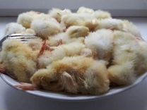 Суточные цыплята на корм животным замороженные