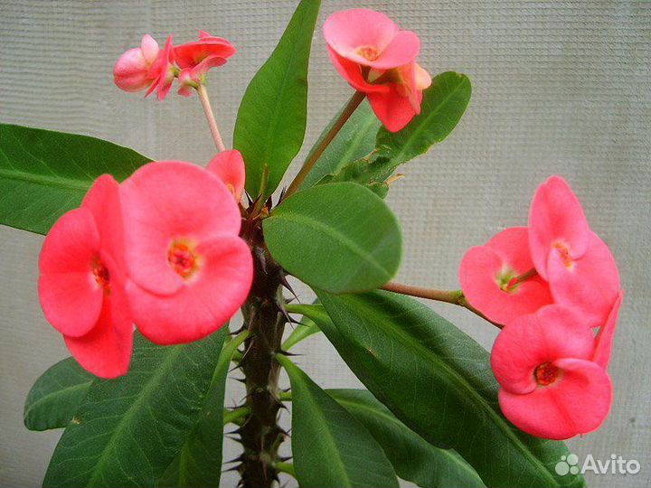 Молочай миля крупноцветковый