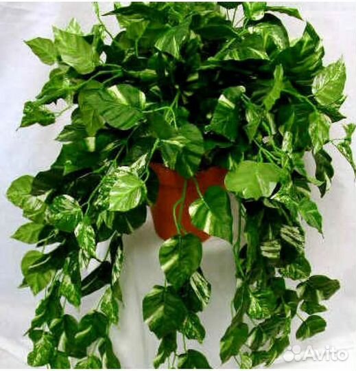 Сциндапсус