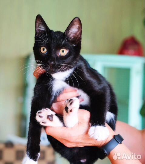 Удивительный, ласковый чёрно-белый котёнок 4 мес