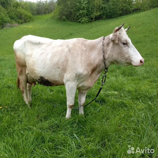 Корова дойная