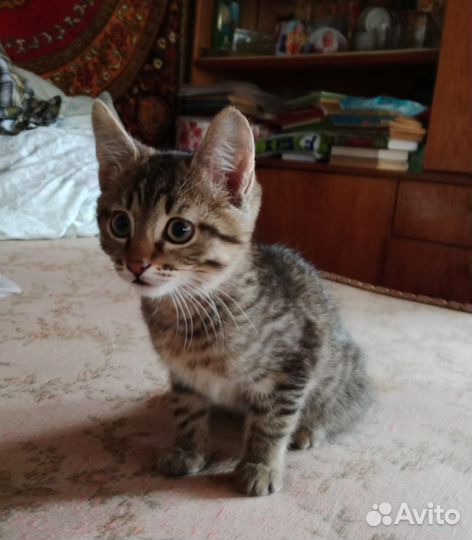 Котики бесплатно