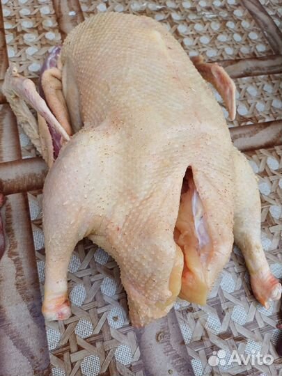 Домашний гусь