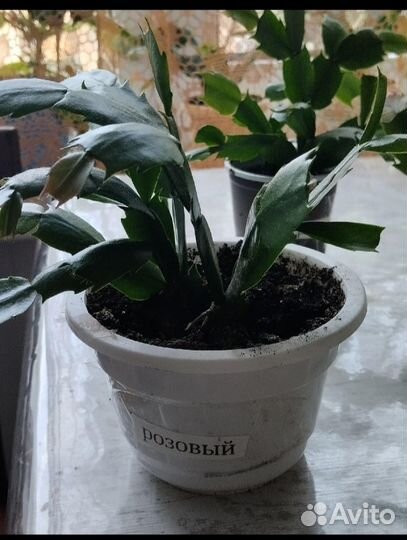 Шлюмбергера (декабрист)