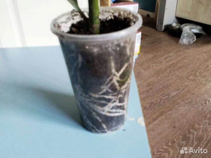 Фикус каучуконосный