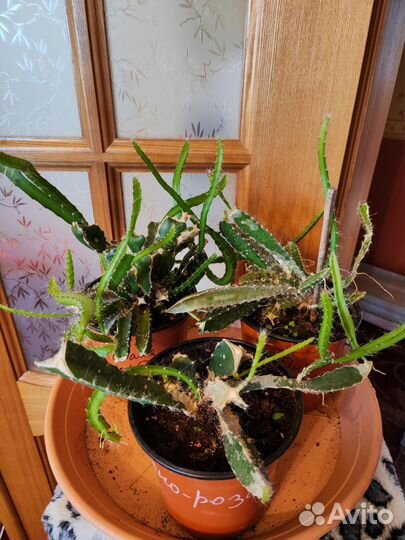 Питахайя пока 3 вида