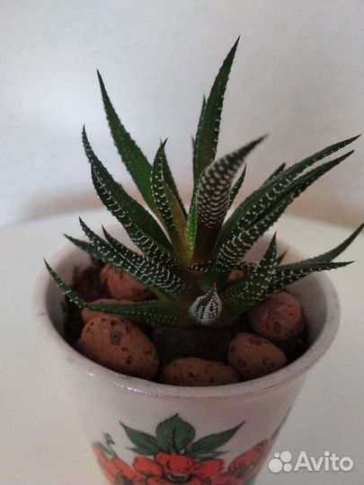 Суккуленты Хавортия