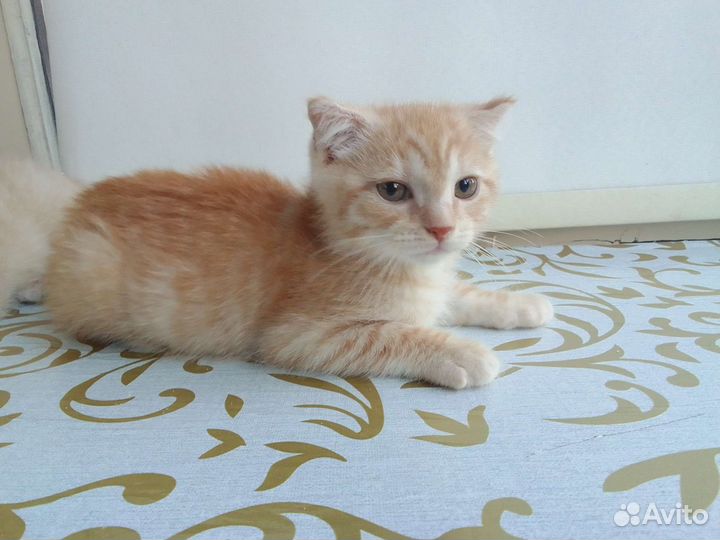 Рыжие вислоухие котята