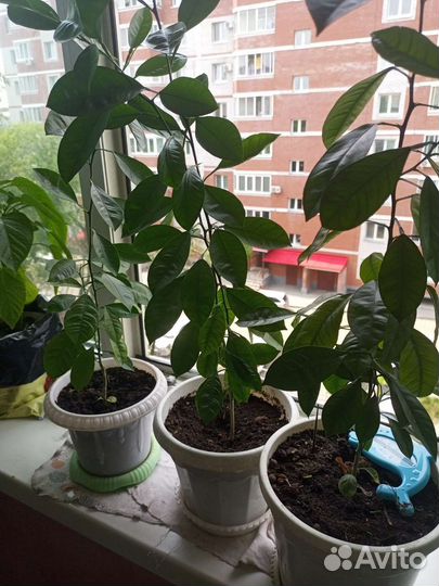 Отростки мандарина