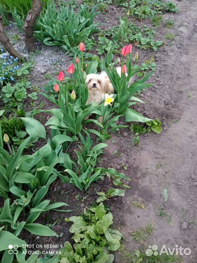 Пекинес+ши-тцу (метис)