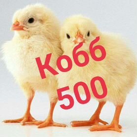 Цыплята бройлер Кобб-500 импорт