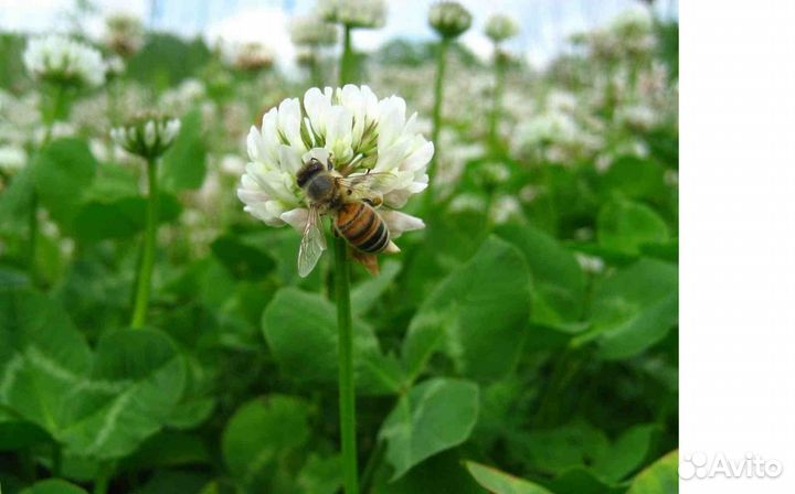 Клевер белый ползучий